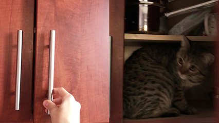 'When your cat gets serious about scouting new hide-and-seek spots '