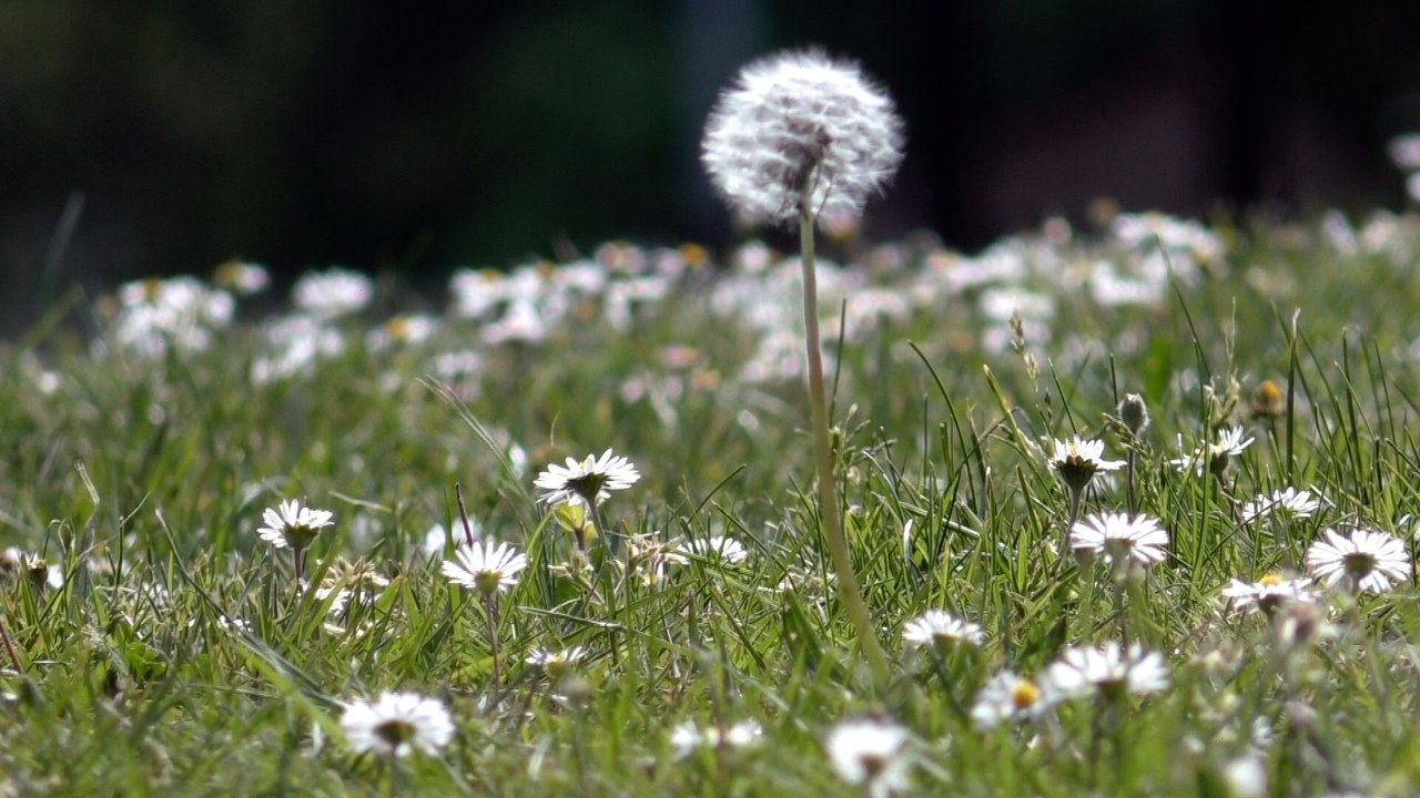 Rainham mum fears for her asthmatic son's health as pollen warning's issued to the county