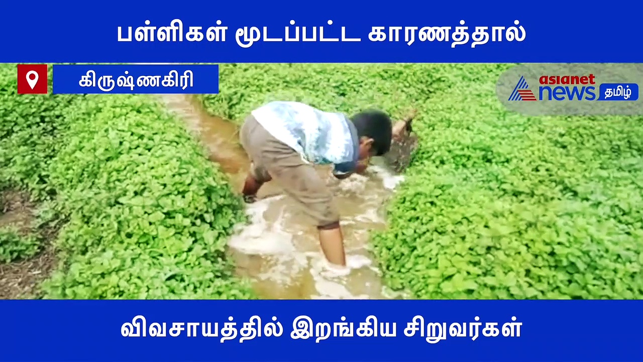 பள்ளிகள் மூடப்பட்ட காரணத்தால்.. விவசாயத்தில் இறங்கிய சிறுவர்கள்..! குவியும் பாராட்டுகள்..