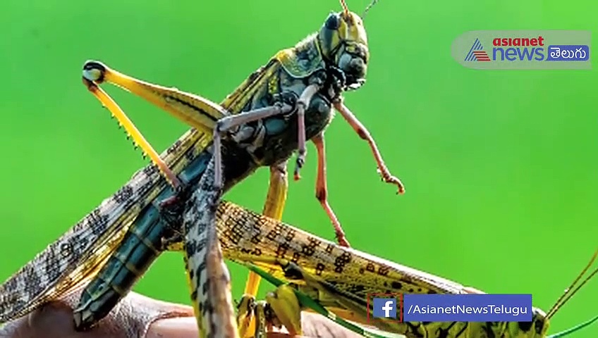 మిడతల దండుపై పోరుకు మార్గాలు ఇవే... (చూడండి)