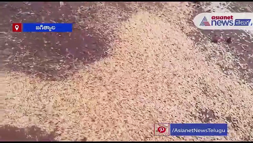 అకాలవర్షానికి తడిసిన ధాన్యం.. 20 రోజులైనా తూకం వేయకనే..