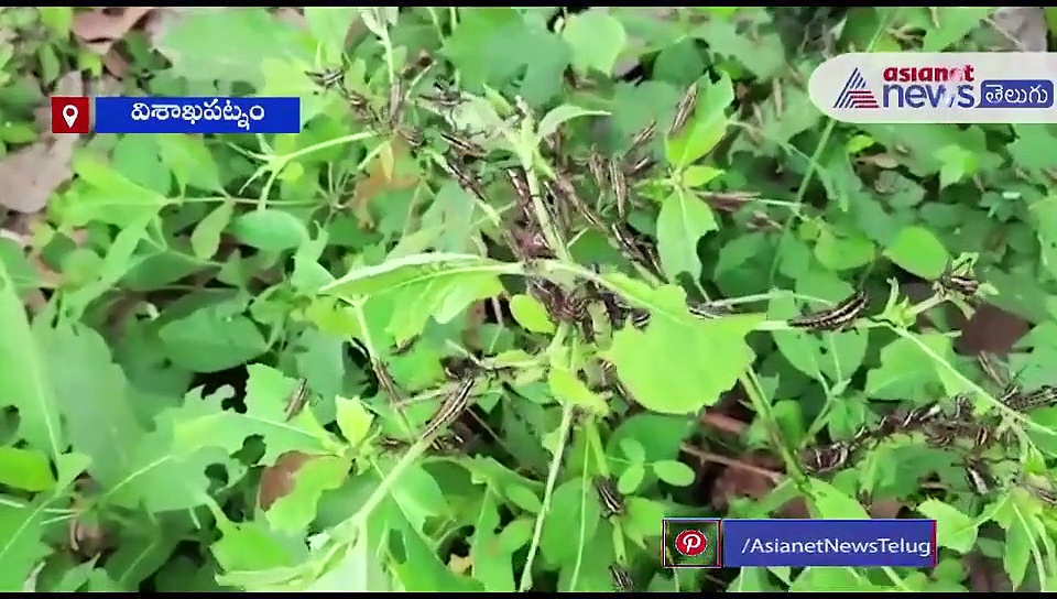 విశాఖకు చేరుకున్న మిడతల దండు?!