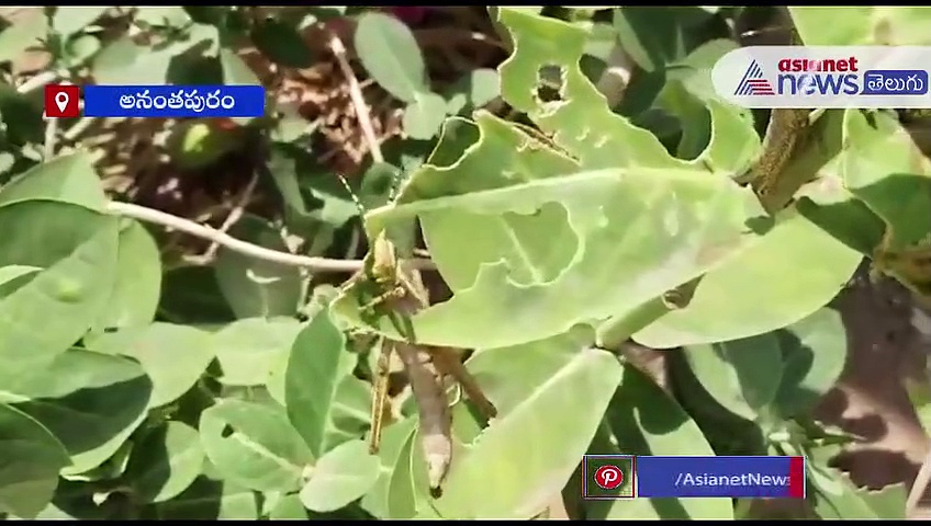 అనంతపురంలో మిడతల దండు కలకలం