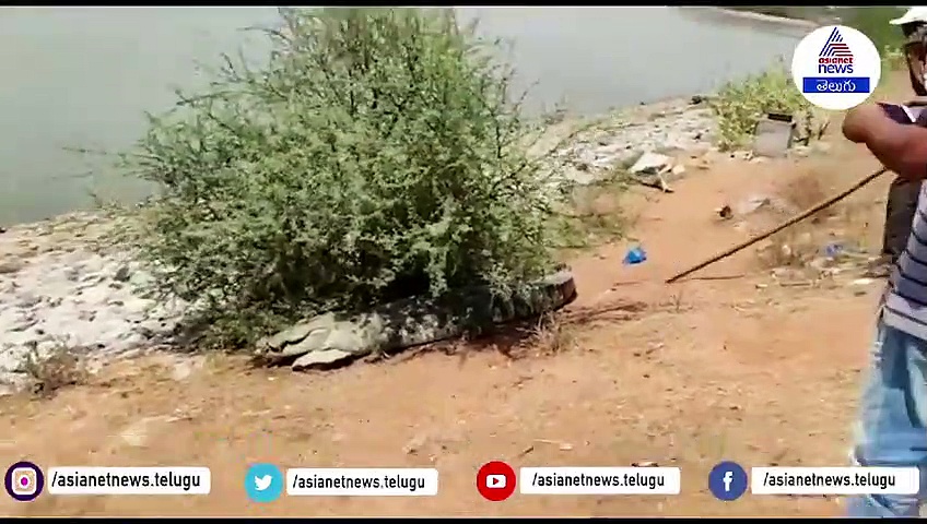 పంటపొలాల్లోకి వచ్చిన మొసలి.. ఎంత పెద్దదో.. బంధించి...