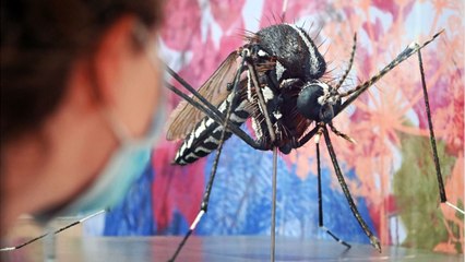 FEMME ACTUELLE - Moustiques tigres : comment se prémunir des risques liés à l’invasion en France