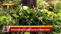 Situación de la cosecha de la yerba mate