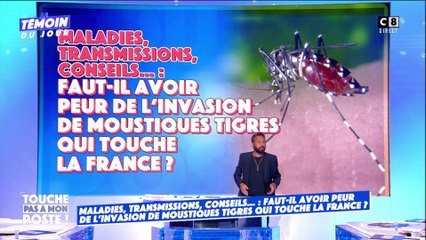 "800 000 morts par an" : les ravages des moustiques tigres en France