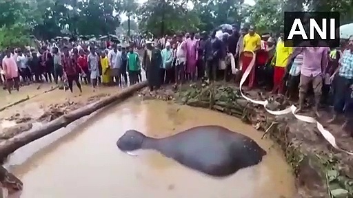 Elephant rescue video : భారీ వర్షాలకు బావిలో పడిన ఏనుగు...