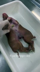 Nació un cerdo con ocho patas y dos cabezas, desconcierta a los científicos