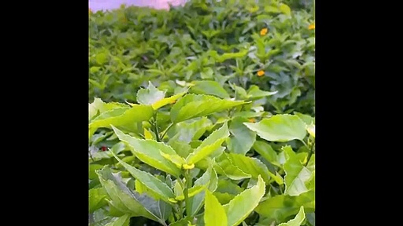 Dios te dice ¿Habrá algo que YO no pueda cumplir Pídeme y YO te lo daré   Dios es mi Guía