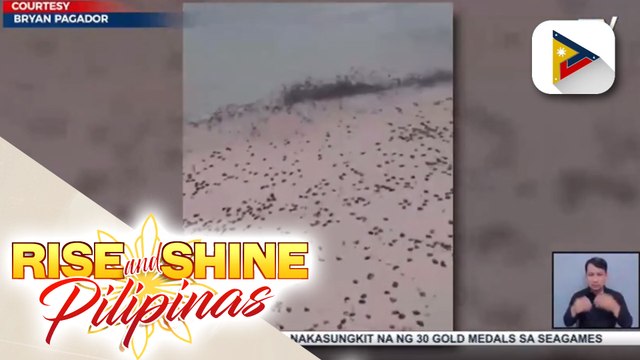 Libu-libong maliliit at itim na jellyfish o dikya, napadpad sa ilang bahagi ng Boracay noong May 14
