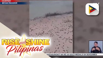 Libu-libong maliliit at itim na jellyfish o dikya, napadpad sa ilang bahagi ng Boracay noong May 14
