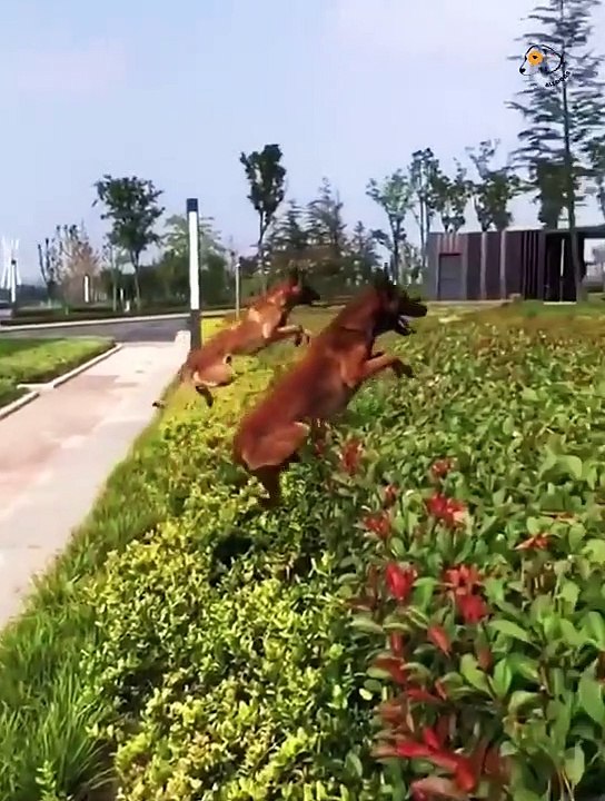 Unbelievable!!! Funny Dog Videos Try Not To Laugh Part-6
