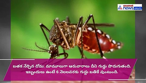 డెంగీ దోమ గురించి నాలుగు ముచ్చట్లు  (వీడియో)
