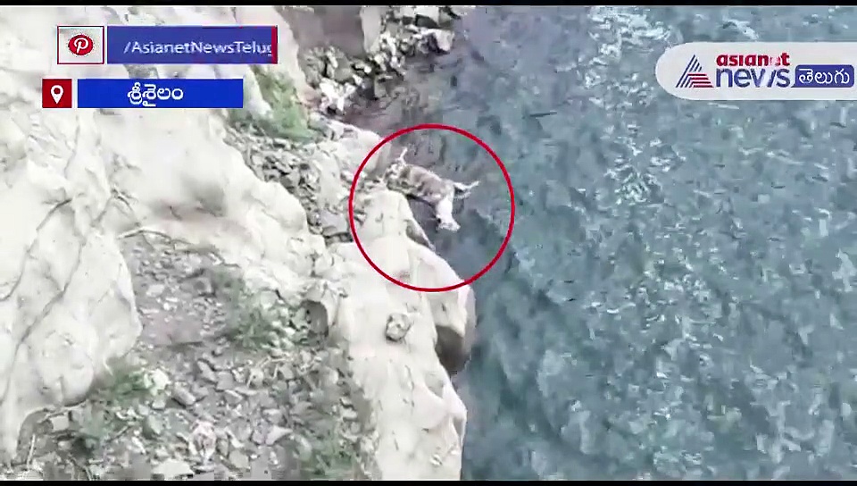 శ్రీశైలం డ్యాంలో దుప్పి.. పై నుండి కొట్టుకువచ్చి..