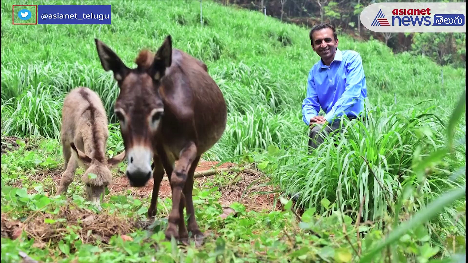 పాలలో గాడిద పాలు వేరయా.. లీటర్ ఏడువేలు మాత్రమే...