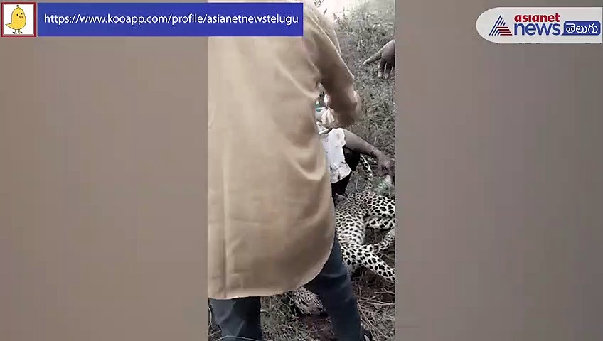 నిజంగానే నాయక్... కన్న కూతురి కోసం... చిరుత పులిని చంపిన తండ్రి