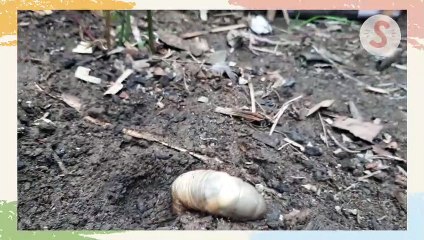 BELATUNG GEDE KETEMU DI KANDANG ENTOK!