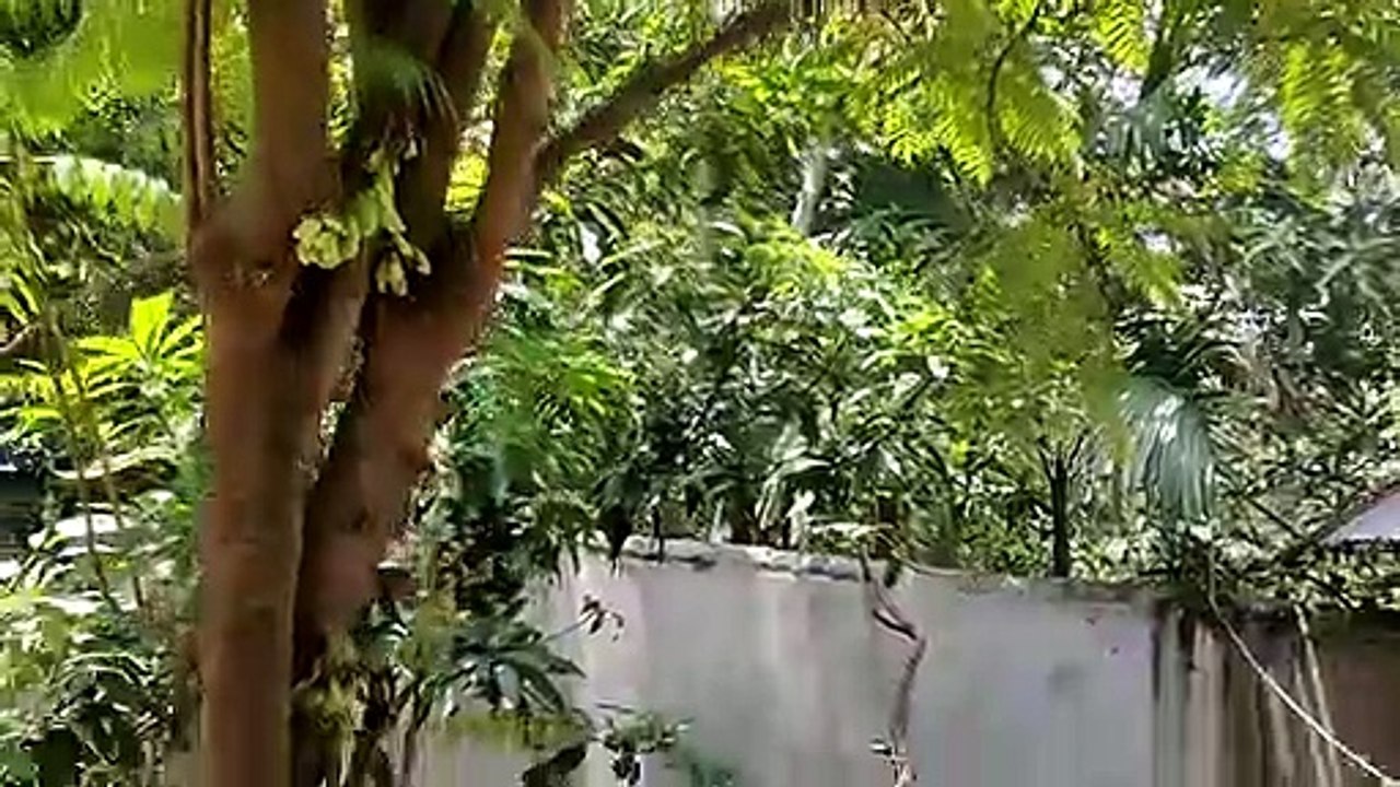 My 5th Vlog Pm Fish Cutting