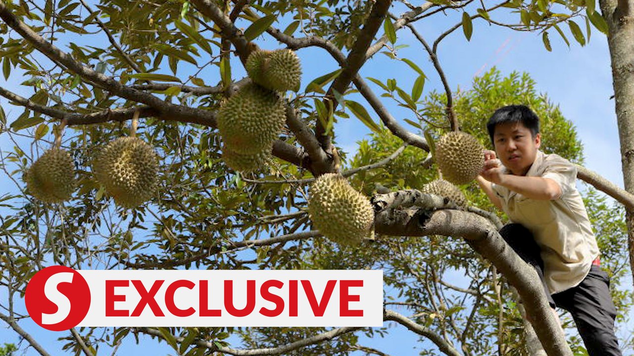Malaysia’s annual durian season kicks off in Penang