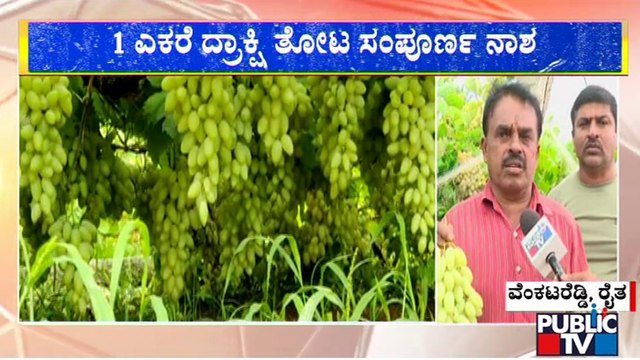 Heavy Rains Damage 1 Acre Of Grape Crop In Chikkaballapur District