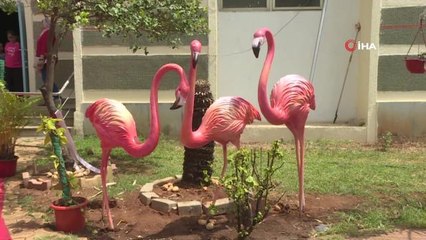 Hindistan'da "Flamingo Festivali"