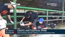 DKP3 Periksa Hewan Ternak Untuk Antisipasi PMK