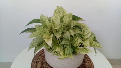 Tips Membuat Tanaman Indoor Dari Sirih Gading Dan Cara Perawatannya