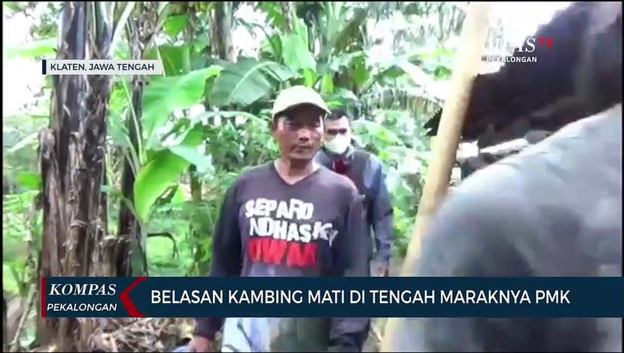 Belasan Kambing Mati di Tengah Maraknya PMK