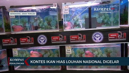 Download Video: Kontes Ikan Hias Louhan Nasional Digelar