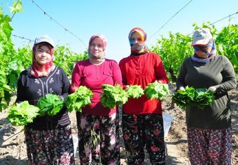 SULTANİ ÇEKİRDEKSİZ ÜZÜMÜN YAPRAĞI DA GEÇİM KAYNAĞI