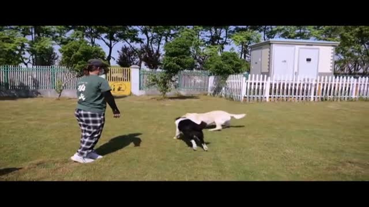 Las perreras y centros de cuidado de animales de Shangái se llenan de animales durante la pandemia