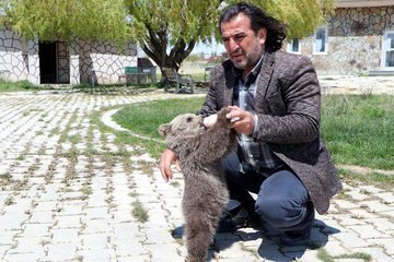 ÖKSÜZ YAVRU AYI DOĞAYA SALINMAYACAK