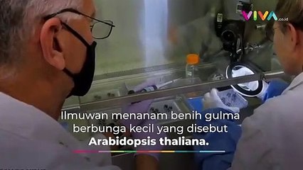 Pertama Kalinya, Ilmuwan Tumbuhkan Tanaman dari Bulan
