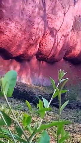 నెహ్రూ జూపార్క్‌ : సింహం ఎన్‌క్లోజర్‌లోకి దూకి.. చెమటలు పట్టించాడుగా (వీడియో)