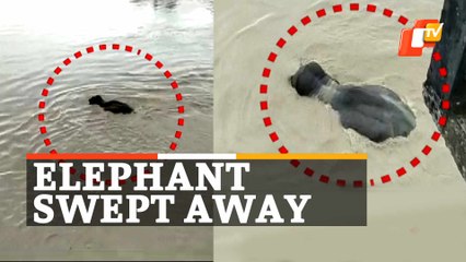 Elephant Swept Away In Flood In Kopili River In Assam