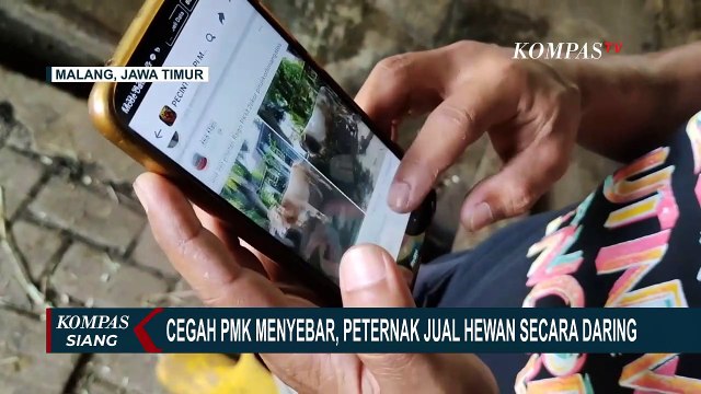 Putar Otak Supaya Tak Merugi Karena PMK, Peternak Berinovasi Jual Hewan Lewat Media Sosial!
