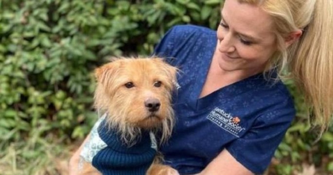 Une vétérinaire recueille un chien errant affamé dans un chenil puis finit par l'adopter