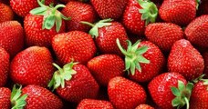 En Vendée, des bénévoles ont récolté 300 barquettes de fraises invendues chez un maraîcher solidaire