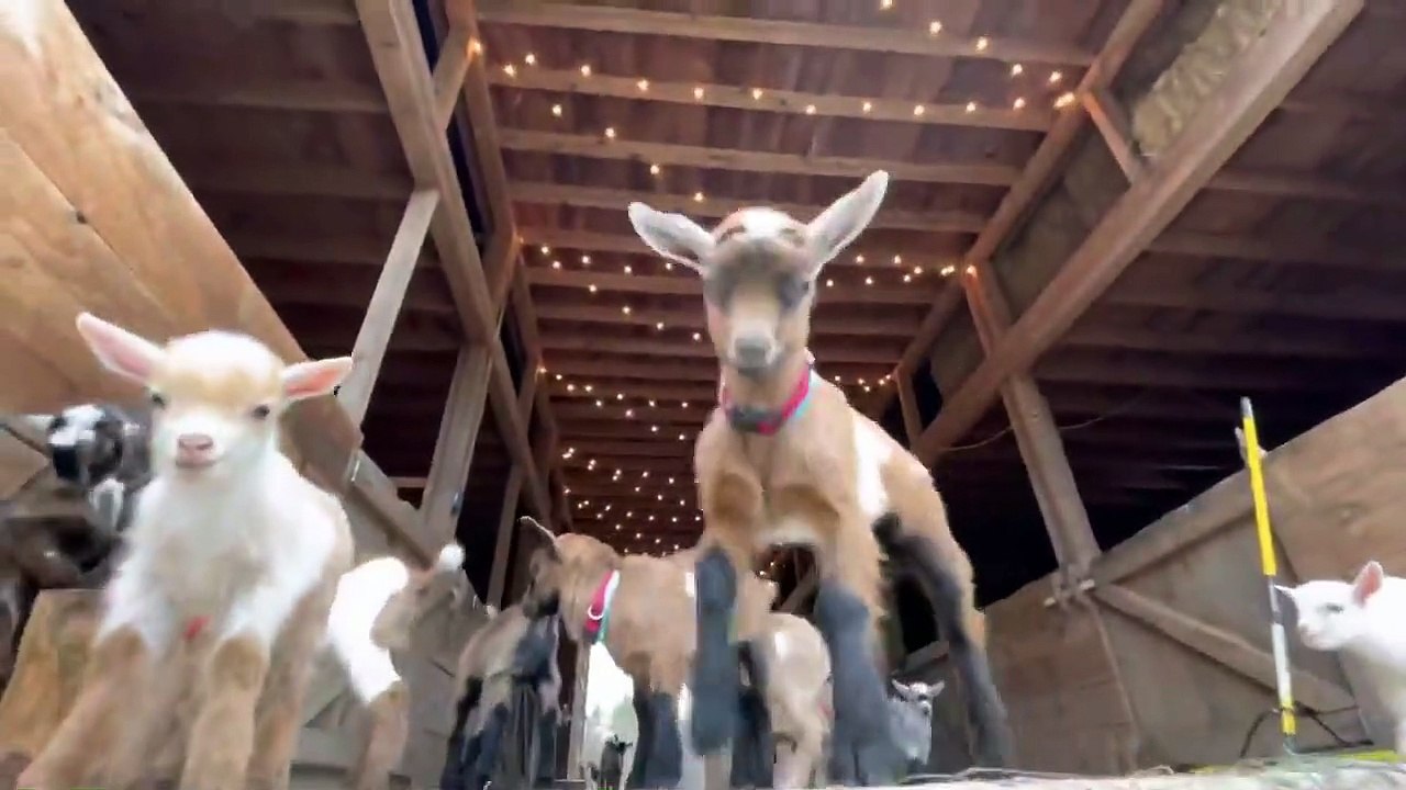 24 Curious goat Kids 