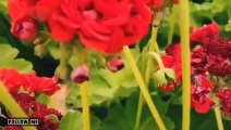 Tanaman hias bunga geranium atau sardunya