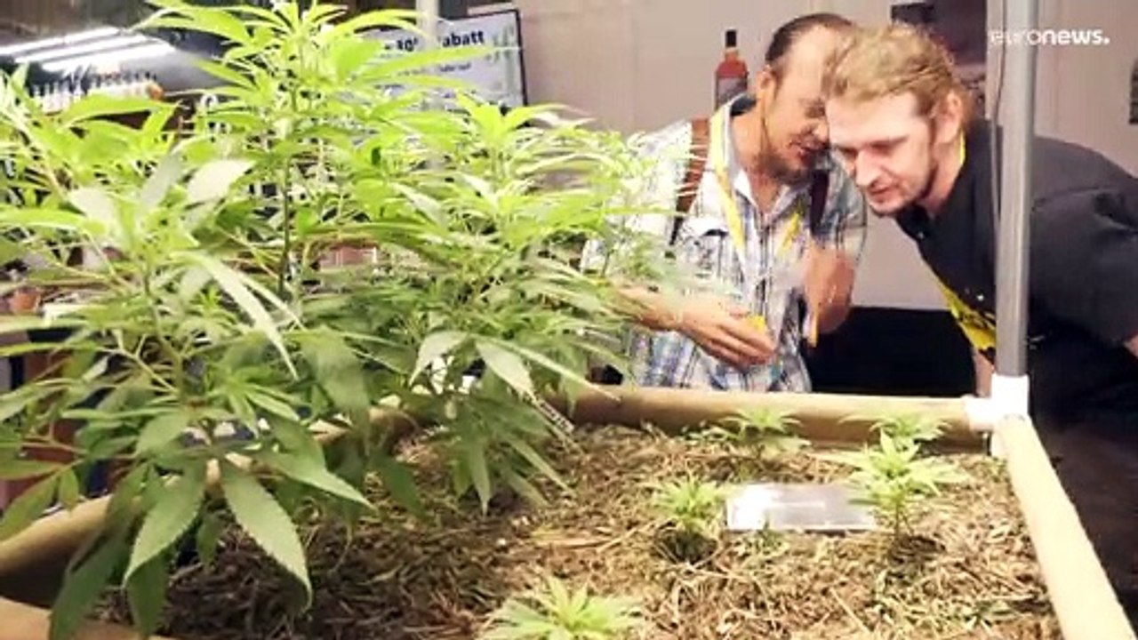 Schweiz: Cannabis für alle - zum Rauchen, Cremen oder Essen