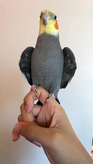 البغبغان بيحيي كل واحد يخبط لايك ♥️ | It's just a greeting 