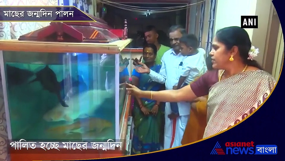 পালিত হচ্ছে  'পোষ্য' মাছের জন্মদিন, হল কেক কাটাও, দেখুন সেই ভিডিও