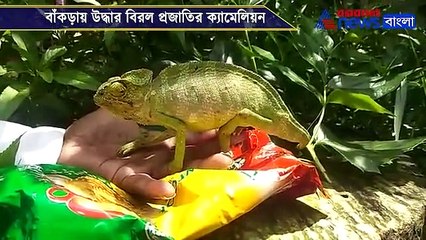 The rare species of chameleon recover