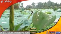 Farmer busy coolecting lotus for durga puja