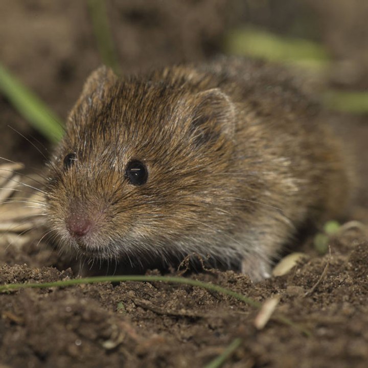 Wissenschaftler machen Gedächtnisverlust bei Mäusen durch Injektion von Gehirnflüssigkeit rückgängig