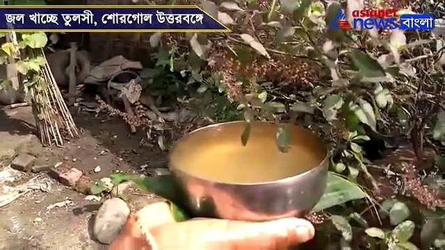 Tulsi tree drinks water in North Bengal, Video goes viral