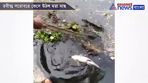 আইনকে বুড়ো আঙুল দেখিয়ে ছট পুজো, রবীন্দ্র সরোবরে ভেসে উঠল মরা মাছ