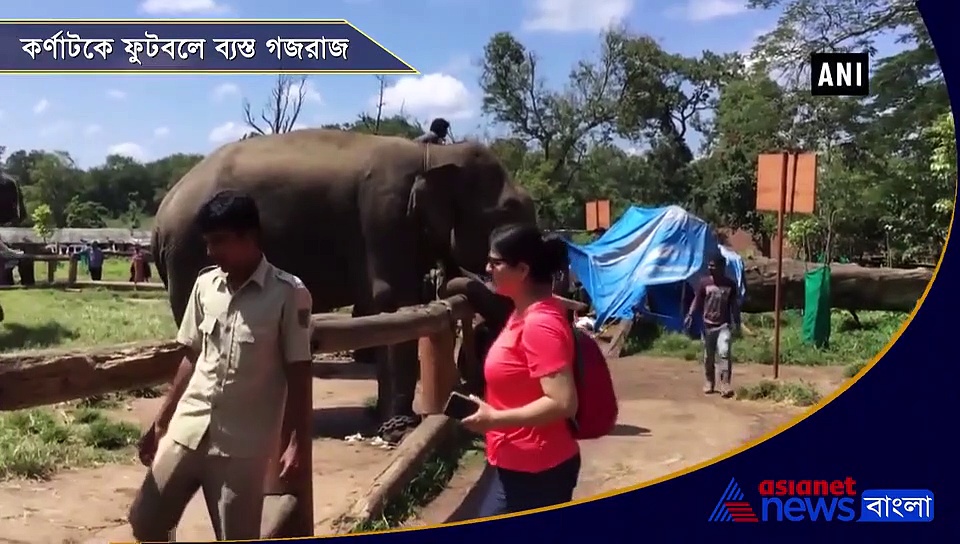 ফুটবল খেলছে হাতির দল, হাততালি পেতে দিচ্ছে গোল